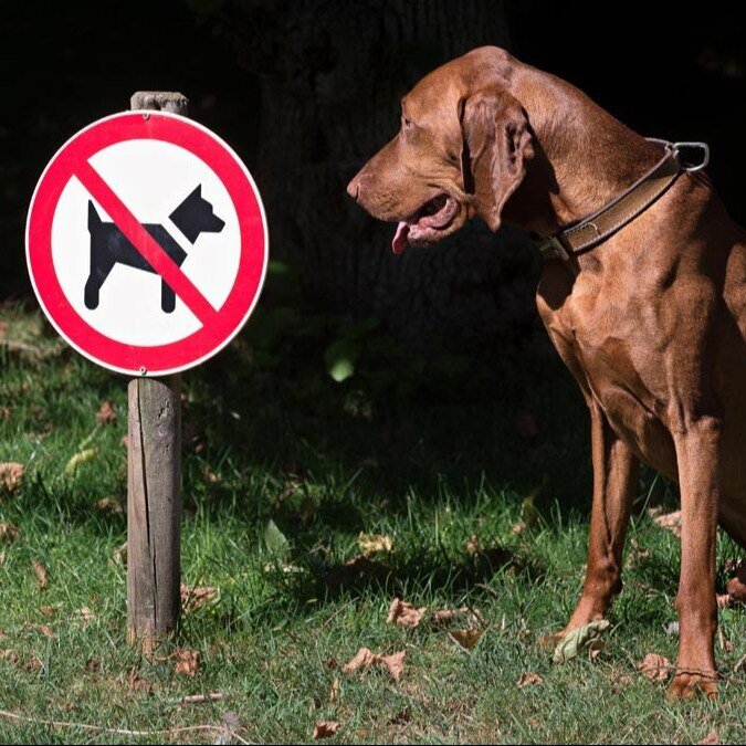 سگ‌گردانی در گذرگاه قانون شهرنشینی جهانی