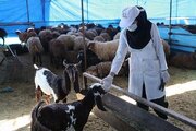 استقرار ۵۹ اکیپ بهداشتی و شرعی برای عید قربان در کرمان / هشدار تب کریمه کنگو