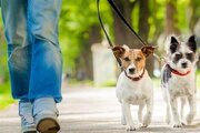 قانون درباره سگ گردانی چه می‌گوید؟