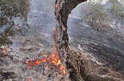 فیلم| آتش‌سوزی ادامه‌دار در پارک ملی گلستان