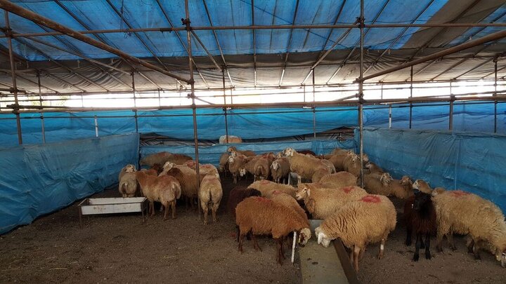 نگهداری دام در منزل برای شهرهای زیر ۲۰ هزار نفر مجاز است