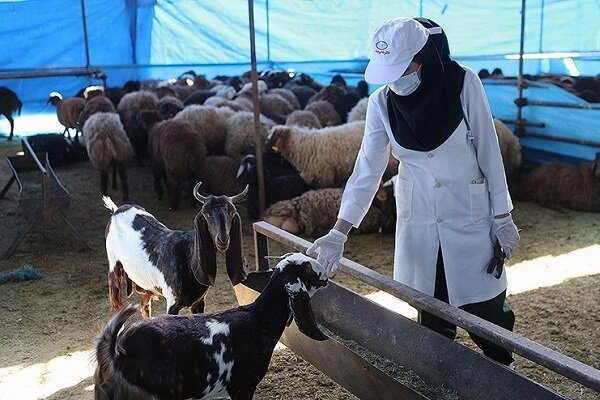 افزایش قیمت زنده در مشهد پیش از عید قربان/ آدرس مراکز مجاز خرید و سفارش دام اعلام شد