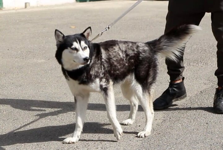 سایه رعب و وحشت از سگ‌گردانی بر جان جامعه