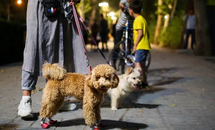 سگ گردانی در معابر عمومی قم ممنوع است