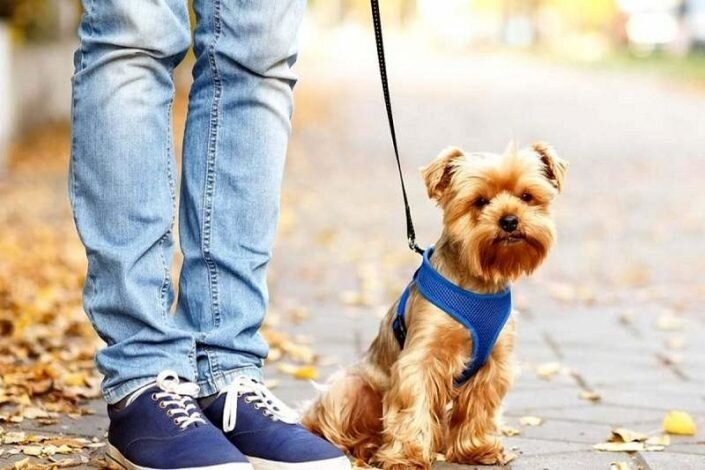 هشدار دادستان ازنا درباره سگ گردانی/  برخورد قضایی در دستور کار است