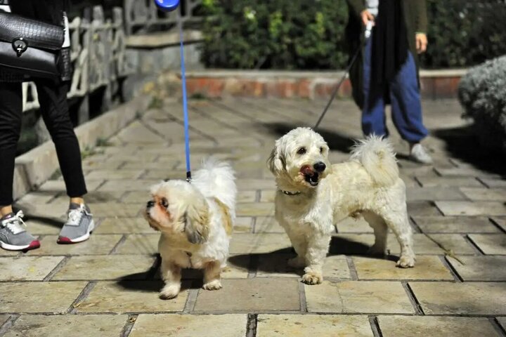 ممنوعیت سگ‌گردانی در شیراز پیگیری شود