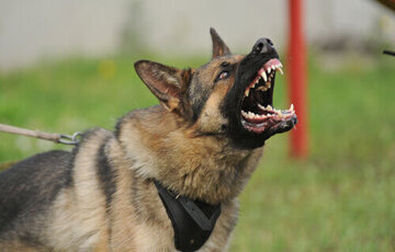 سگگردانی ممنوع! جریمه، پیگرد، زندان