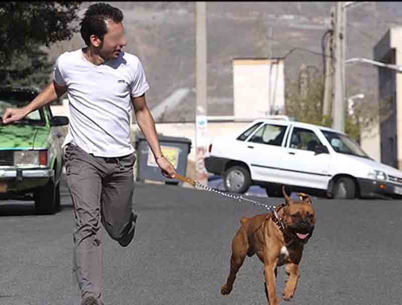 سایه رعب و وحشت از سگ‌گردانی بر جان جامعه