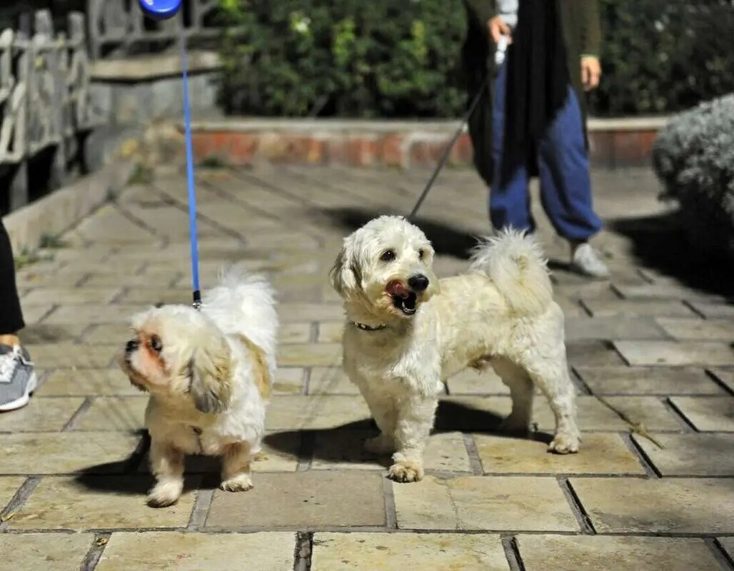 سگگردانی ممنوع! جریمه، پیگرد، زندان