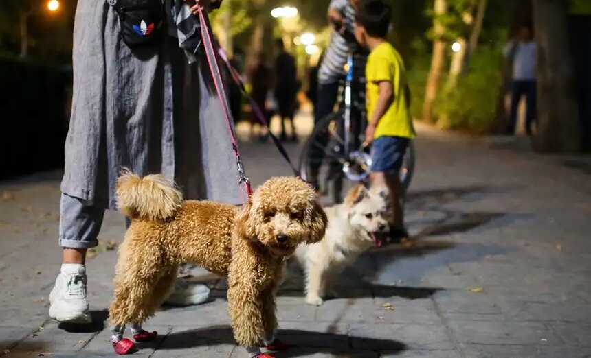 سایه رعب و وحشت از سگگردانی بر جان جامعه