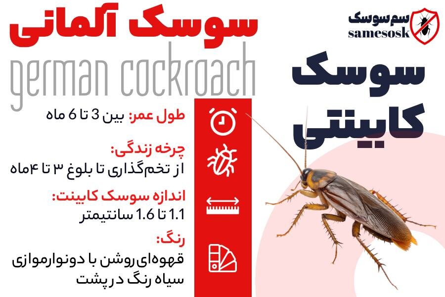 سوسک کابینتی - سوسک ریز کابینت