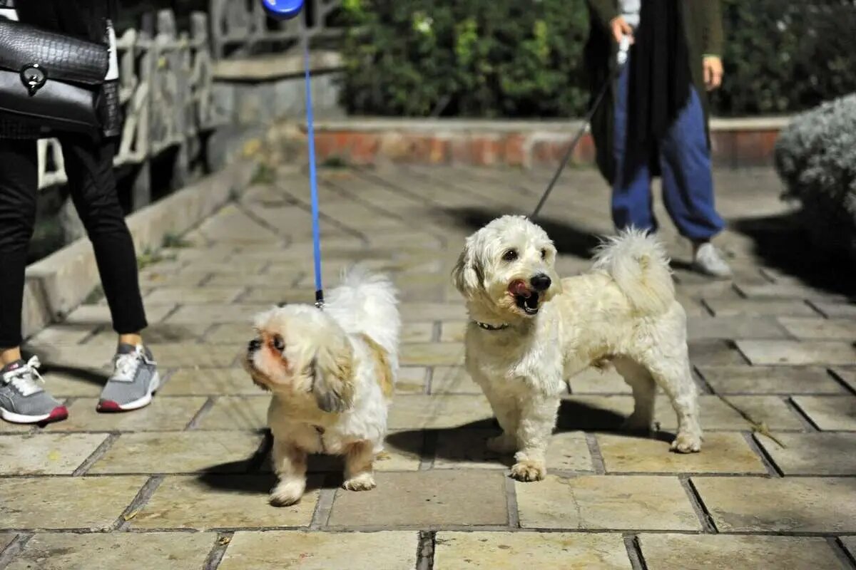 سگگردانی در ایران، چالشهای قانونی و مسیر نامشخص مقررات