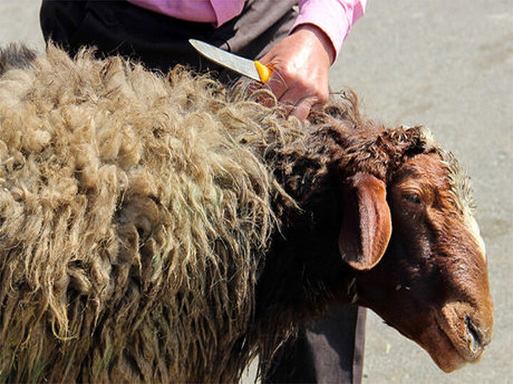 نظارت بر ذبح دام در عید قربان با ۱۱۳ اکیپ در فارس