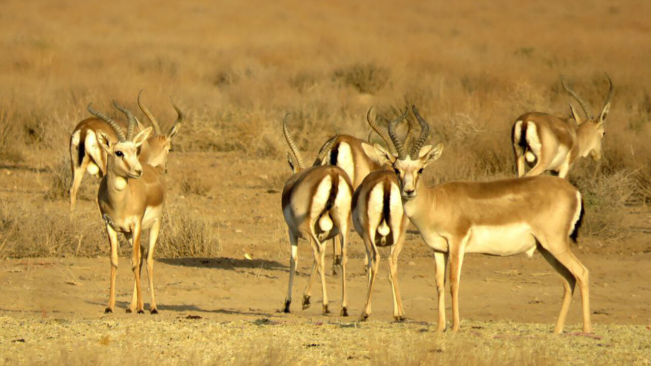 آخرین پناهگاه آهوان شمالغرب کشور در حصار توسعه/ در جستوجوی آرامش گمشده