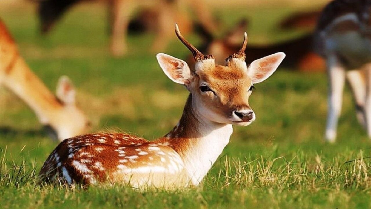 آخرین پناهگاه آهوان شمالغرب کشور در حصار توسعه/ در جستوجوی آرامش گمشده