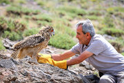 رها سازی پرندگان شکاری بهبود یافته در همدان