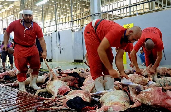 ۸۵ هزار قربانی حج، به دست ۷۴ ذابح باتجربه ایرانی انجام شد