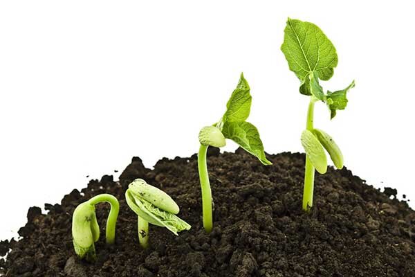 بهترین بذرهای وارداتی که محصولات چند برابری دارند بهترین بذرهای وارداتی که محصولات چند برابری دارند