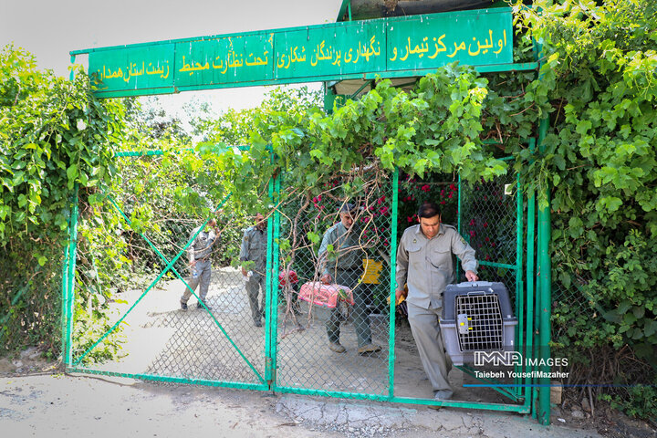 رها سازی پرندگان شکاری بهبود یافته در همدان