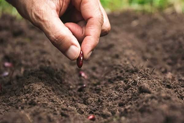 خرید عمده بذر