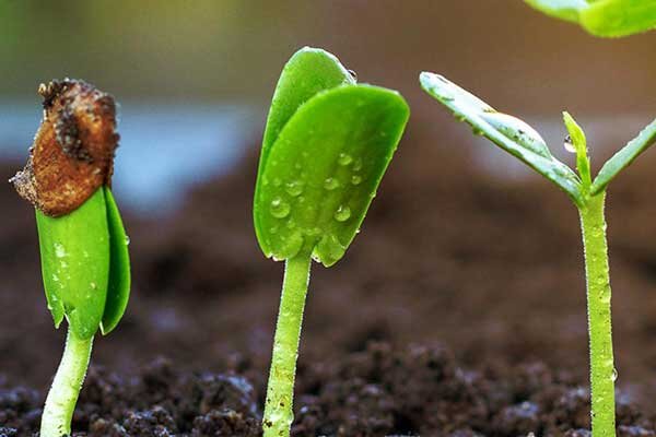 بهترین بذرهای وارداتی