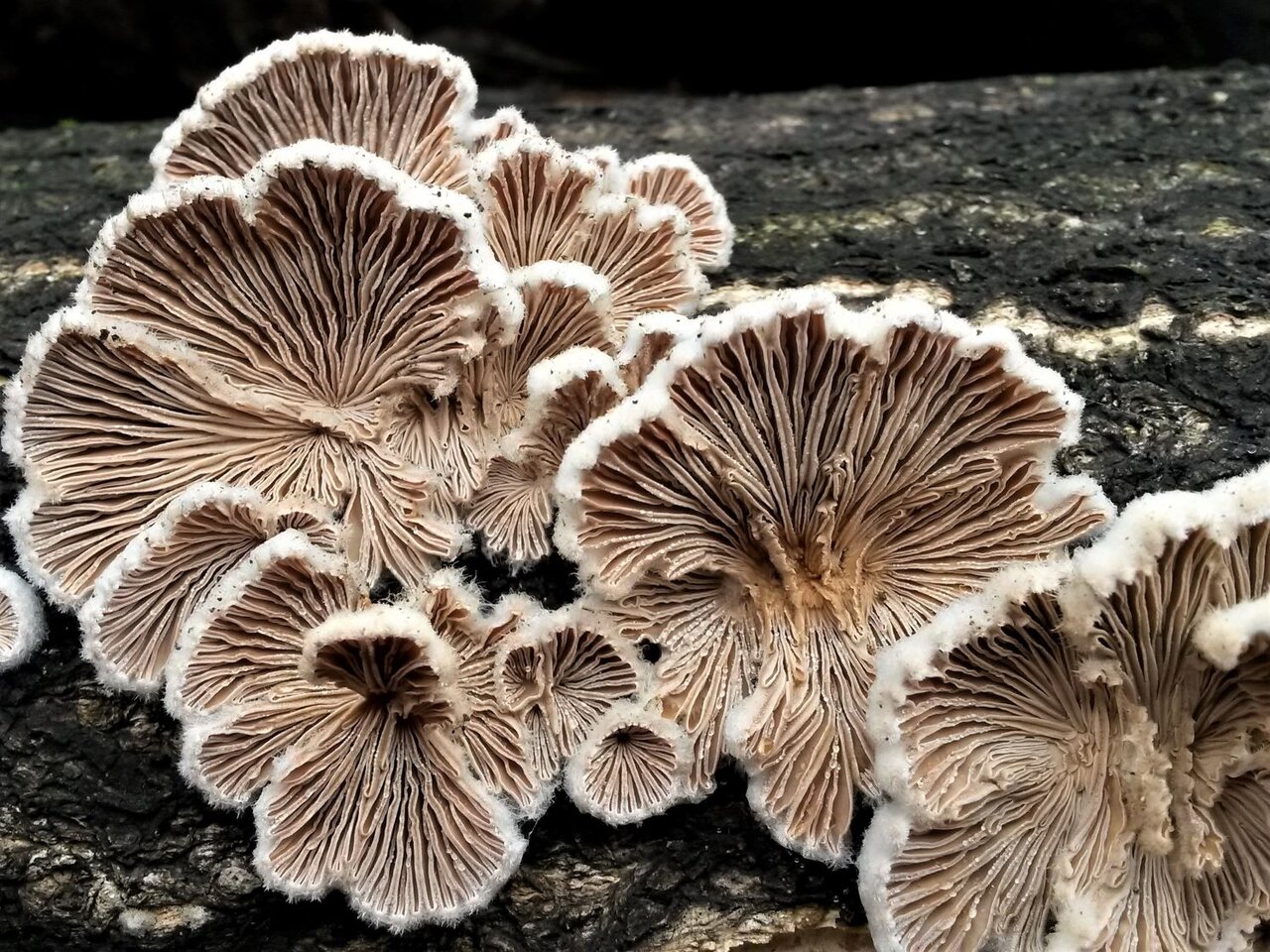 خداحافظی با آلودگی پلاستیکی با فناوری جدید