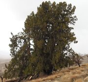 ثبت ۵ اثر طبیعی استان کرمان در فهرست آثار ملی