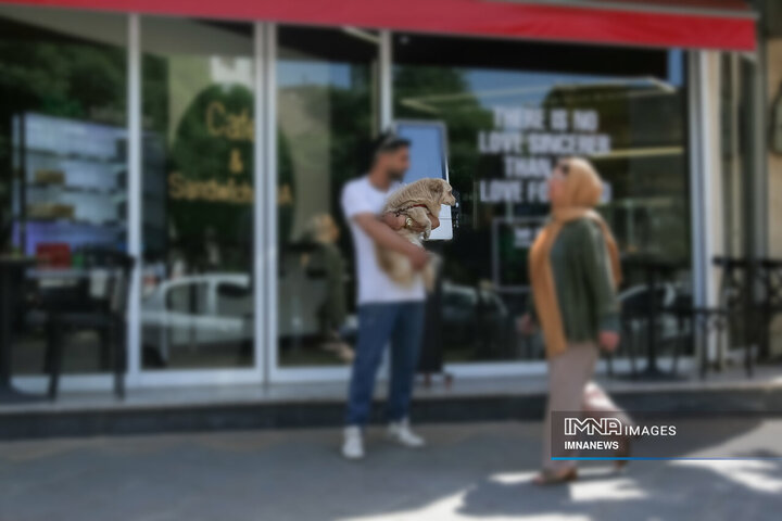 حضور بی‌مهار سگ‌ها در شهر