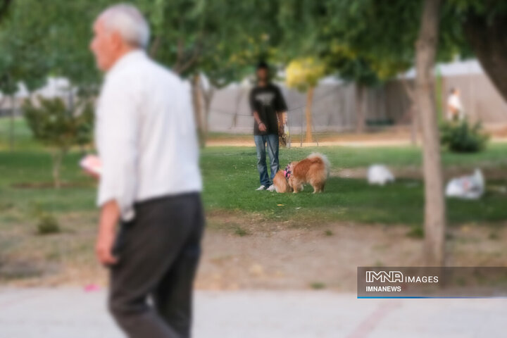 حضور بی‌مهار سگ‌ها در شهر