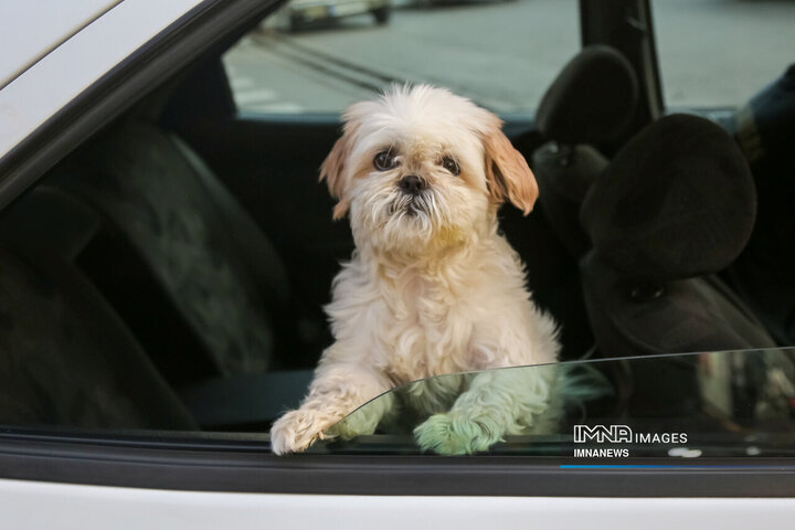 حضور بی‌مهار سگ‌ها در شهر