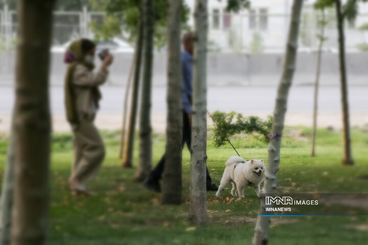 حضور بی‌مهار سگ‌ها در شهر