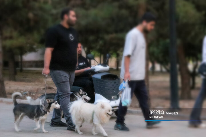 حضور بی‌مهار سگ‌ها در شهر