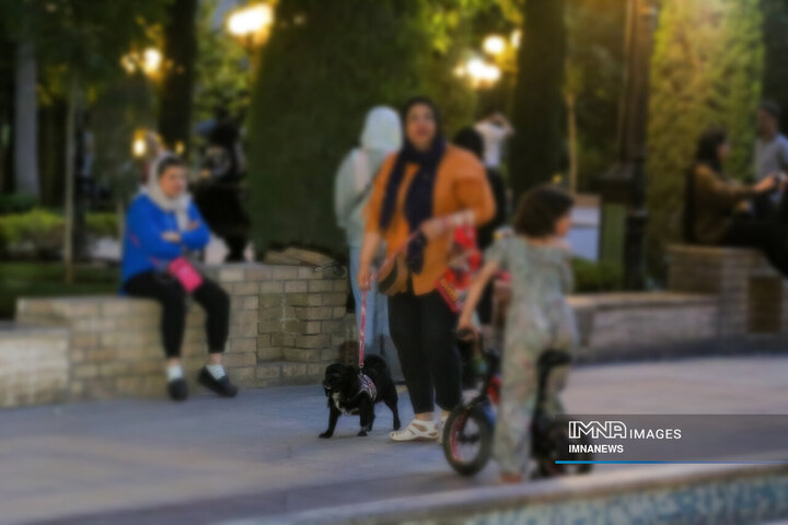 حضور بی‌مهار سگ‌ها در شهر