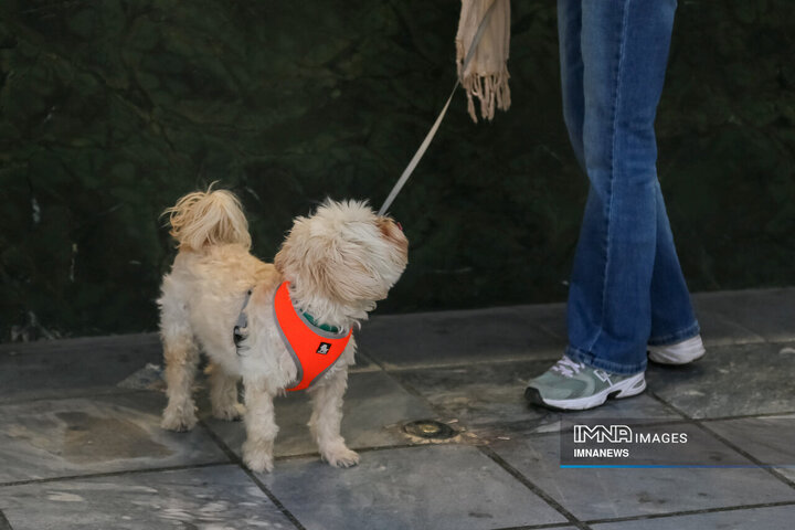 حضور بی‌مهار سگ‌ها در شهر