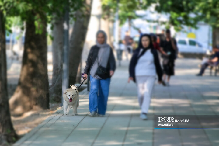 حضور بی‌مهار سگ‌ها در شهر