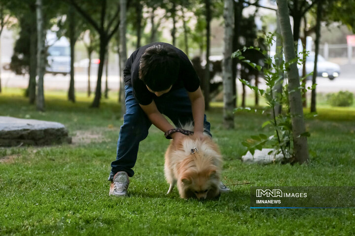 حضور بی‌مهار سگ‌ها در شهر