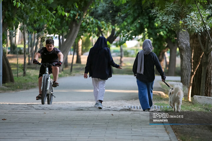 حضور بی‌مهار سگ‌ها در شهر