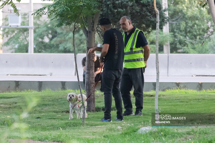 حضور بی‌مهار سگ‌ها در شهر