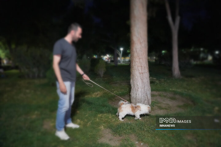 حضور بی‌مهار سگ‌ها در شهر