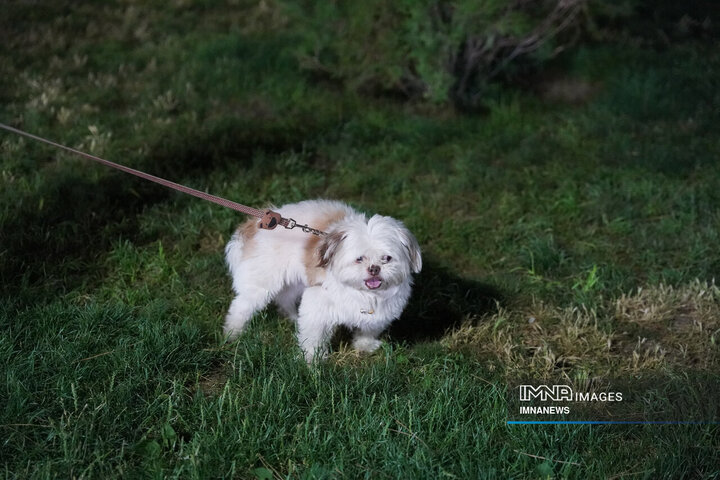 حضور بی‌مهار سگ‌ها در شهر