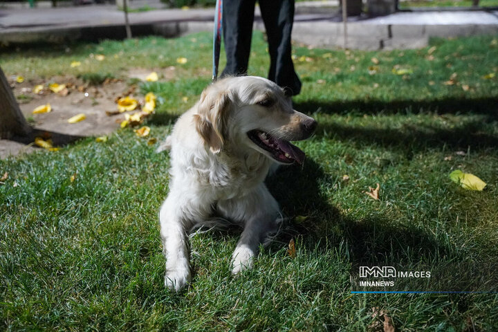 آرامش شهر طعمه قلاده‌های بی‌مهار