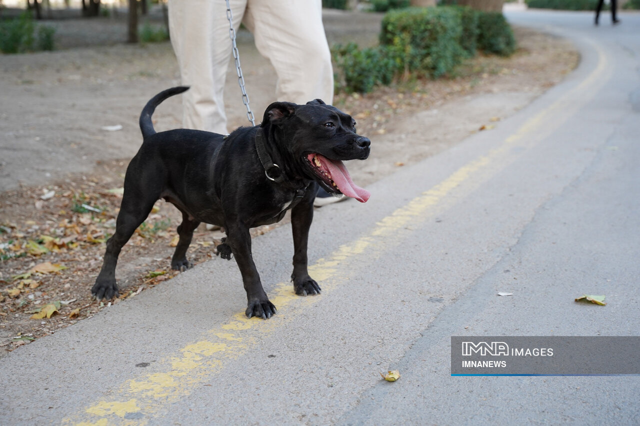 آرامش شهر؛ طعمه قلادههای بیمهار