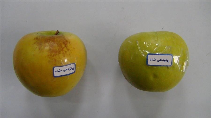 زندگی روزمره در پرتو انرژی هستهای / معجزه گاما در کشاورزی مدرن