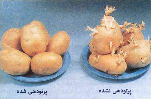 زندگی روزمره در پرتو انرژی هستهای / معجزه گاما در کشاورزی مدرن