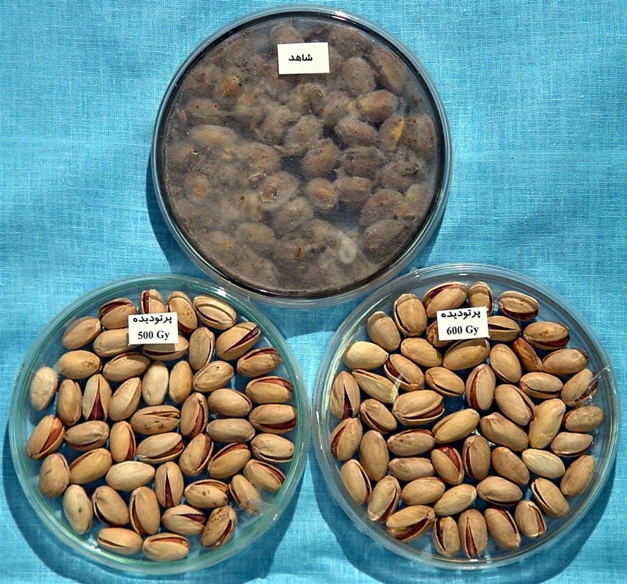 زندگی روزمره در پرتو انرژی هستهای / معجزه گاما در کشاورزی مدرن