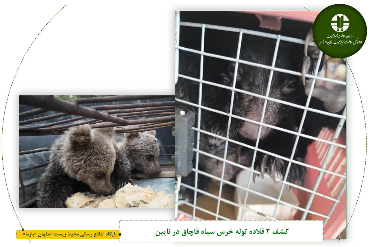 کشف ۲ قلاده توله خرس سیاه در نایین