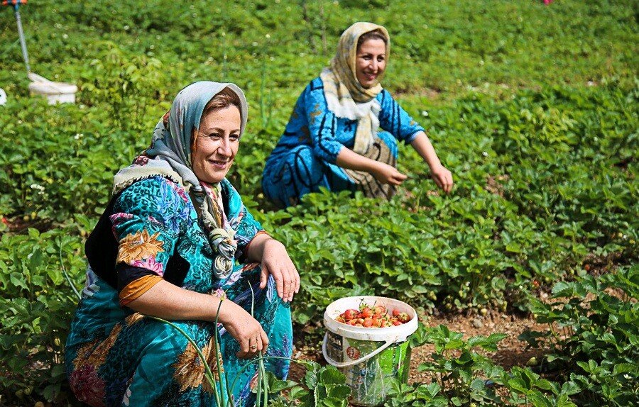 طلای سرخ کردستان در دل مزارع سرسبز