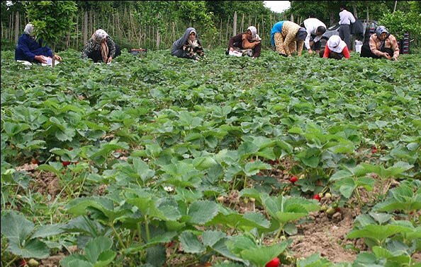 طلای سرخ کردستان در دل مزارع سرسبز