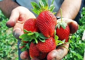 طلای سرخ کردستان در دل مزارع سرسبز