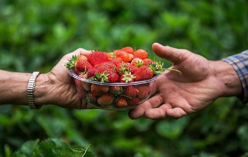 طلای سرخ کردستان در دل مزارع سرسبز